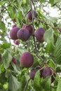 Large juicy plums. Plum tree branch bends under their weight Royalty Free Stock Photo