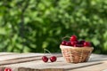 Large and juicy ripe cherries in a basket on wooden board on a background of foliage at sunny day Royalty Free Stock Photo