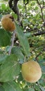 Large quince fruits on a background of green leaves of a tree. Appetizing bright background.