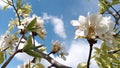 Pear flowers. Branches of an  wild pear-tree on a background of sky and clouds. Photo without retouching Royalty Free Stock Photo