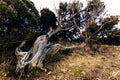 A large juniper that has fallen from the wind lies on the ground in the Utrish Nature Reserve Royalty Free Stock Photo