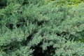 Large juniper tree with berries.