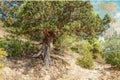 A large juniper tree next to a mountain trail. The sun's rays il