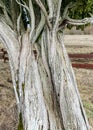 A large juniper tree, Rieteklis juniper is the largest and also the most beautiful juniper in the Baltics and Europe, Valmiera