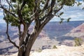 Large Juniper tree at the South Rim of the Grand Canyon National Park. Background intentionnally blurred