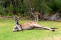 Large kangaroo with crossed arms resting on green grass in park Royalty Free Stock Photo