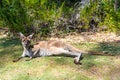 Large kangaroo resting on green grass in park Royalty Free Stock Photo