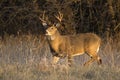 This large Kansas Whitetail Buck was searching for doe`s along a tree line in late Autumn. Royalty Free Stock Photo