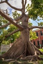 Large Kapok tree Ceiba pentandra, also called the Ceiba tree