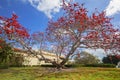 Large Kapok Tree In Red Bloom Royalty Free Stock Photo