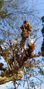 Large kapok tree overgrown with wild plants