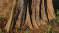 Large kapok tree roots, nature