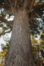 Large Kauri Tree