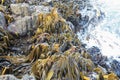 Large Kelp South Island New-Zealand Royalty Free Stock Photo