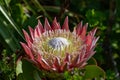 Large king protea flowerhead in the sunshine Royalty Free Stock Photo