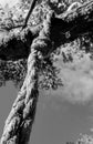 Large knot in a rope which is attached to a tree. Royalty Free Stock Photo