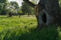 A large knothole in a mighty trunk of an old tree in the floodplains. Royalty Free Stock Photo