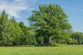 Old knotty oak tree in summer sunshine Royalty Free Stock Photo