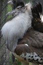 A Large Kori Bustard Bird
