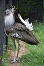 A Large Kori Bustard Bird