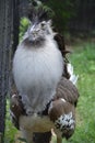 A Large Kori Bustard Bird