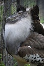 A Large Kori Bustard Bird