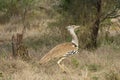 Large Kori bustard standing on the dried plants in the Kruger National Park