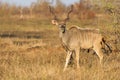 Large kudu bull with beautiful horns eating leaves from a thorn