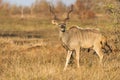 Large kudu bull with beautiful horns eating leaves from a thorn