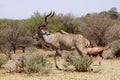 Large Kudu Bull Walking