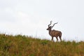 Large Kudu bull