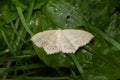 Large Lace-border Moth - Scopula limboundata