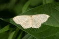 Large Lace-border Moth - Scopula limboundata