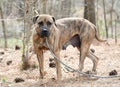 Large lactating female brindle Mastiff dog outside on leash Royalty Free Stock Photo