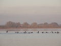 On large lake there are many cormorants looking for food