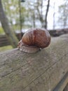 A large land snail crawls on the ground Royalty Free Stock Photo