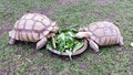 Two Large land tortoises sharing a meal in Phuket, Thailand Royalty Free Stock Photo