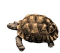 Large land turtle with beautiful relief shell