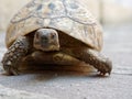 Large land turtle on the bridge patio Royalty Free Stock Photo