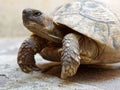 Large land turtle on the bridge patio Royalty Free Stock Photo