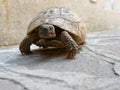 Large land turtle on the bridge patio Royalty Free Stock Photo