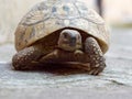 Large land turtle on the bridge patio Royalty Free Stock Photo