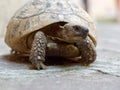 Large land turtle on the bridge patio Royalty Free Stock Photo