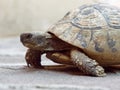 Large land turtle on the bridge patio Royalty Free Stock Photo