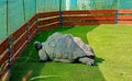 Czech Republic. Prague. Zoo. Large land turtle. On a green meadow there is a giant land turtle. Wrinkled legs, a long