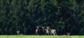 A herd of wild mouflons (Ovis Gmelini ) Royalty Free Stock Photo