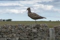 Large Lapwing bird made of willow on a wall