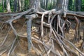 Large large roots of a pine tree close-up on the river bank Royalty Free Stock Photo