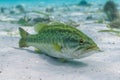 A large Largemouth Bass rests on the sandy bottom of a central Florida spring