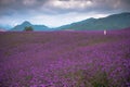 A large lavender field with single woman